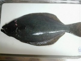 2011070916240000.jpg