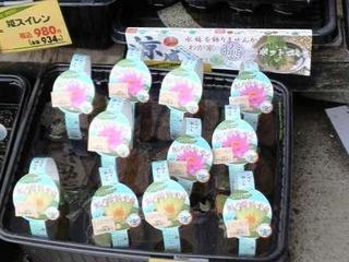 2013043014190000.jpg